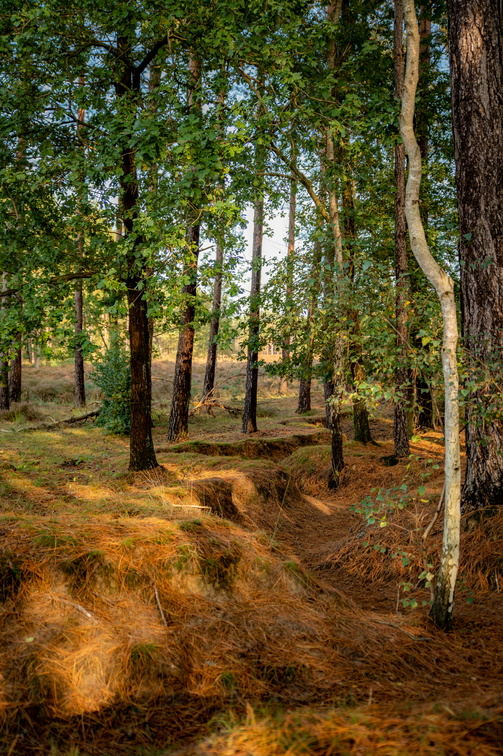 Omgeving Camperplaats Heusden